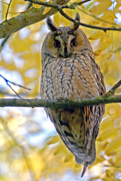 Roost gufi in pericolo ad Ostellato (Fe)